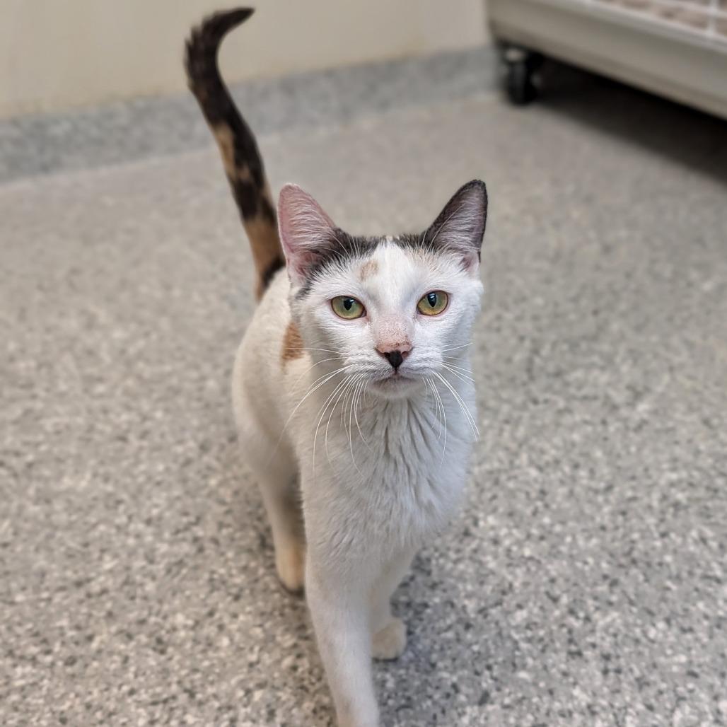 Junebug, Adoptable, Adult Female Domestic Short Hair.