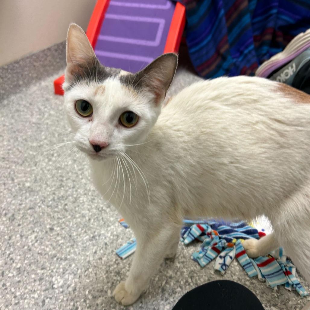 Enlarge Junebug, a Adoptable Domestic Short Hair in Enfield, NH image 1/1