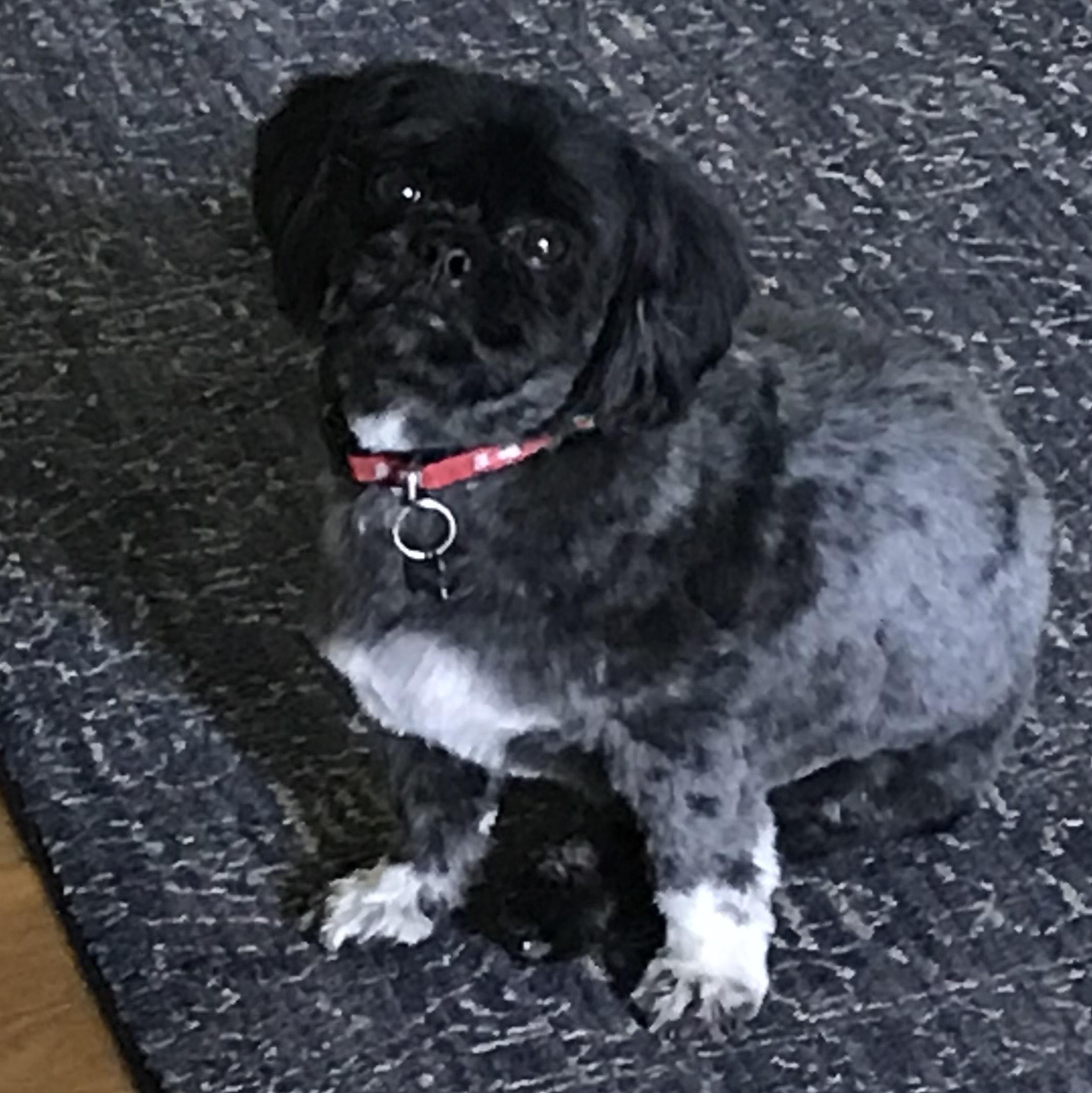Enlarge PEPPER-SPECIAL NEEDS, a ADOPTABLE Shih Tzu in Radford, VA image 1/5