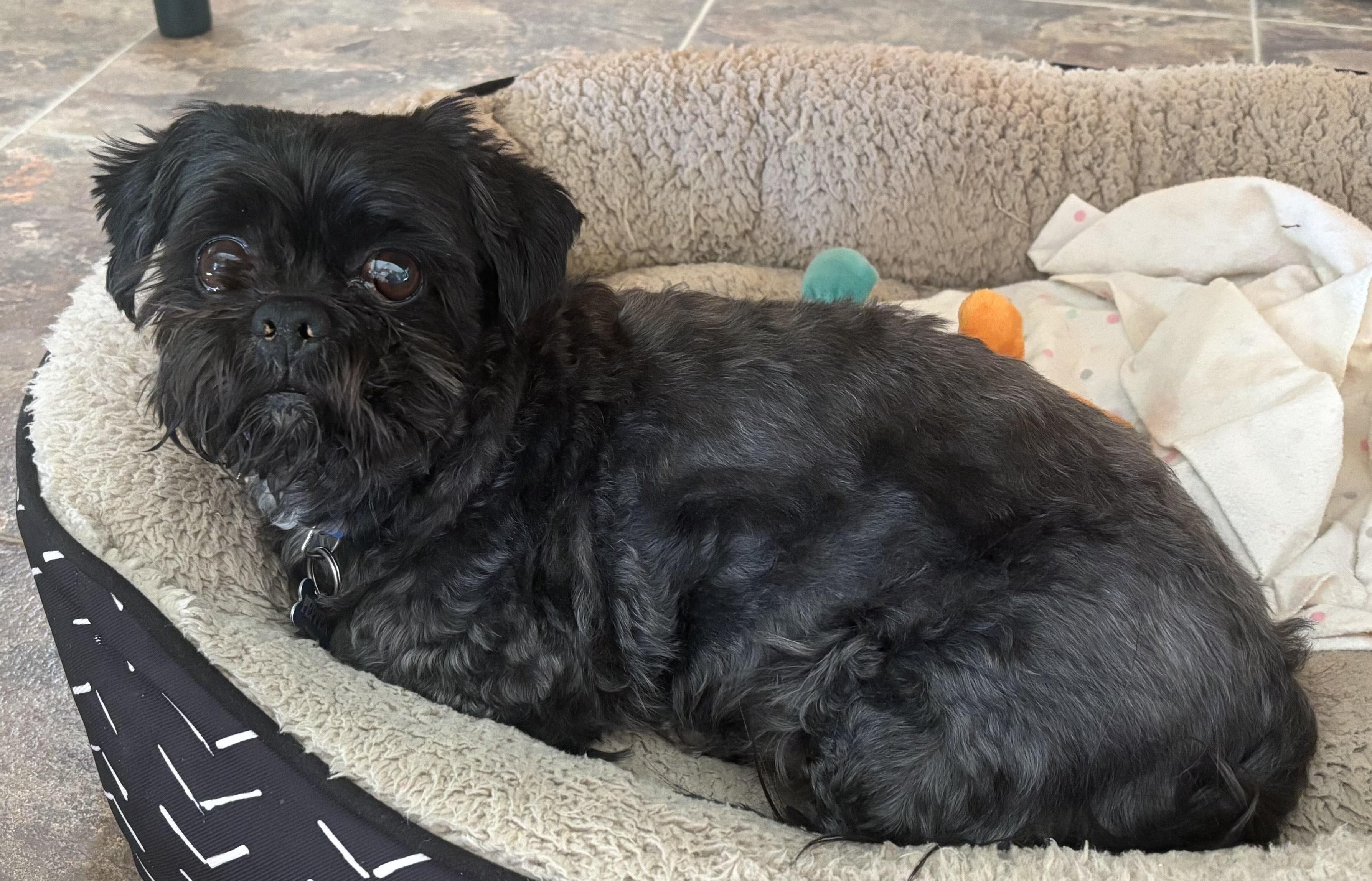 Enlarge PEPPER-SPECIAL NEEDS, a ADOPTABLE Shih Tzu in Radford, VA image 2/5