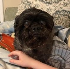 Enlarge PEPPER-SPECIAL NEEDS, a ADOPTABLE Shih Tzu in Radford, VA image 5/5