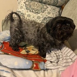 Enlarge PEPPER-SPECIAL NEEDS, a ADOPTABLE Shih Tzu in Radford, VA image 4/5