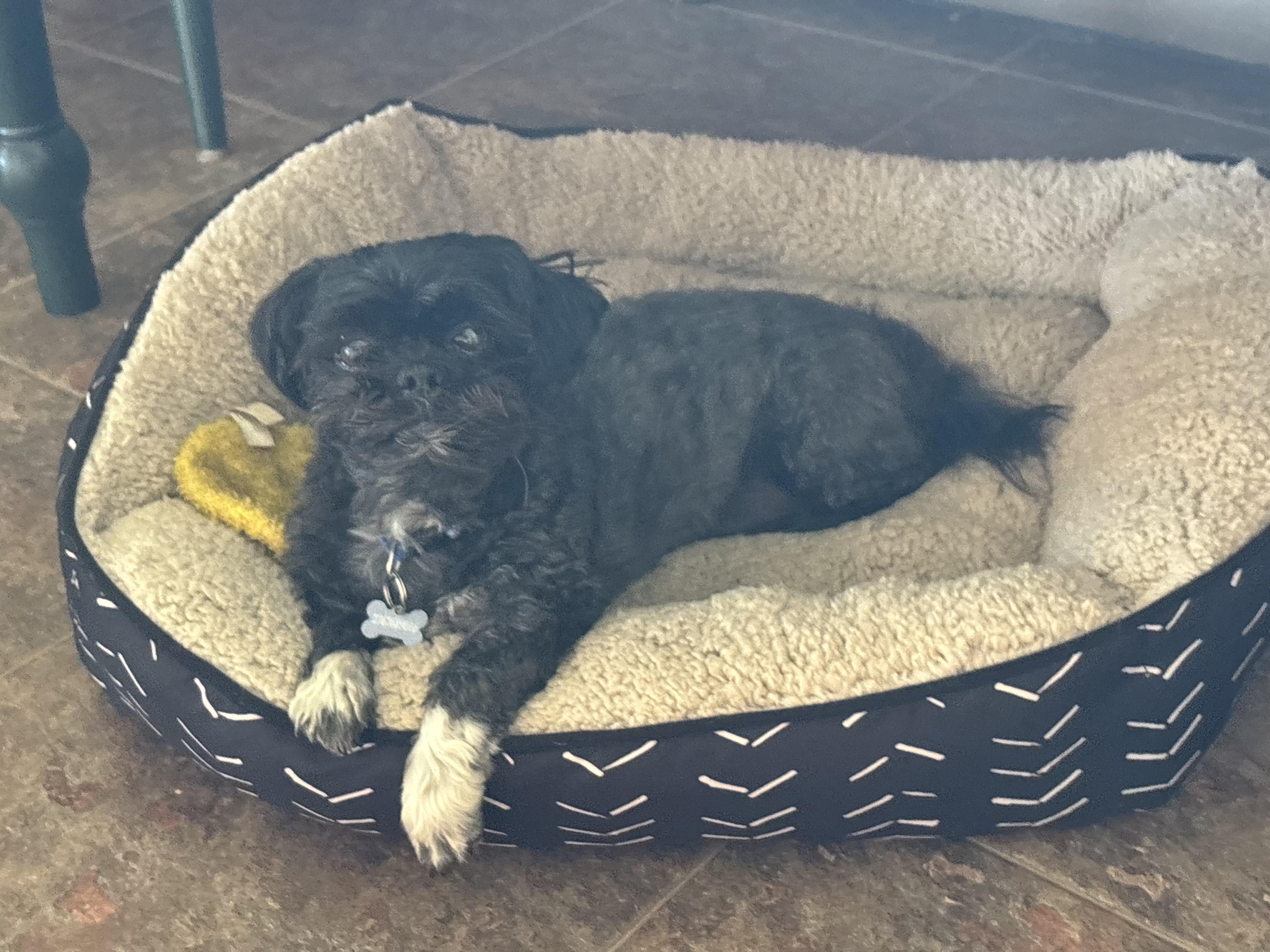 Enlarge PEPPER-SPECIAL NEEDS, a ADOPTABLE Shih Tzu in Radford, VA image 3/5