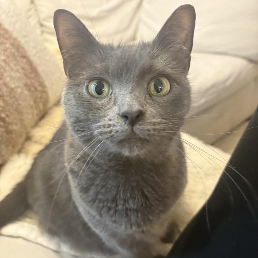 Pearl Jam, Adoptable, Adult Female Domestic Short Hair.