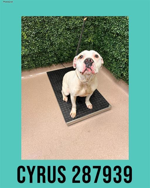 Enlarge CYRUS, a Adoptable mixed breed in Macon, GA image 1/1