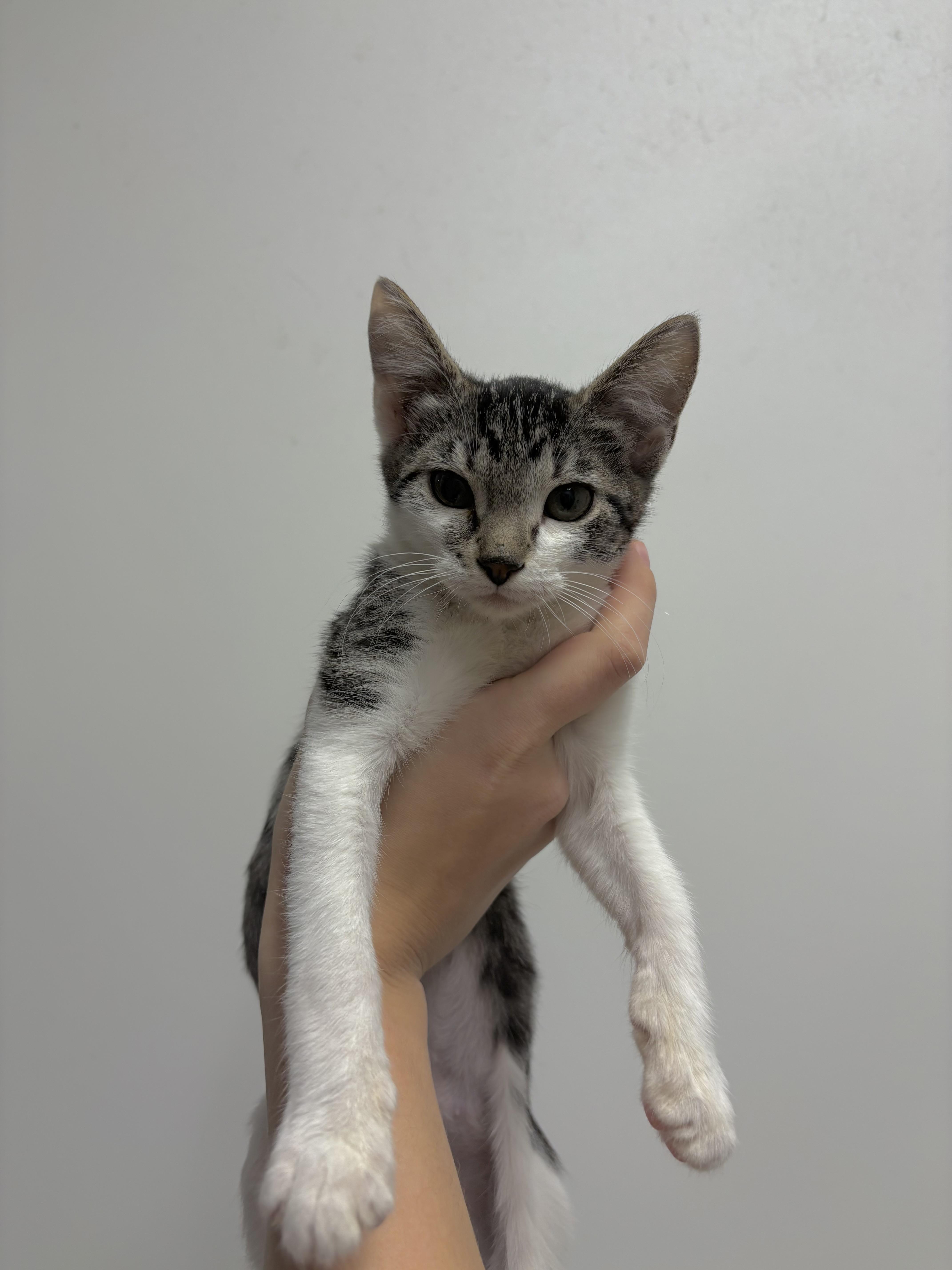 Enlarge Kate, a Adoptable Domestic Short Hair in Zimmerman, MN image 1/1