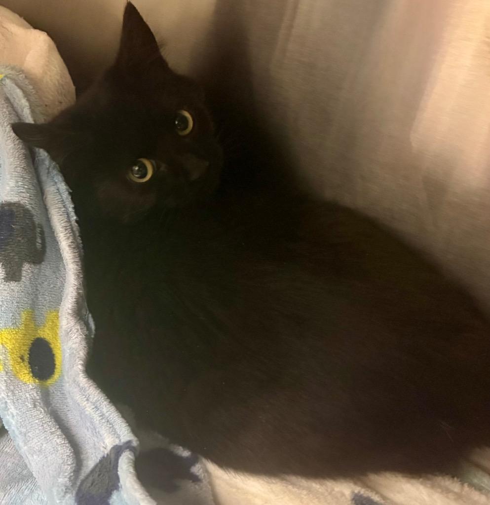 Enlarge Jovia, a Adoptable mixed breed in Greeneville, TN image 1/1