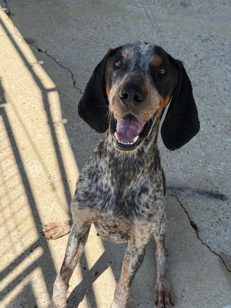 S'mores, Adoptable, Adult Male Bluetick Coonhound & Mixed Breed.