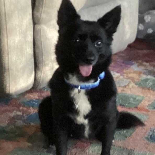Enlarge Juniper, a Adoptable mixed breed in Calabash, NC image 1/2