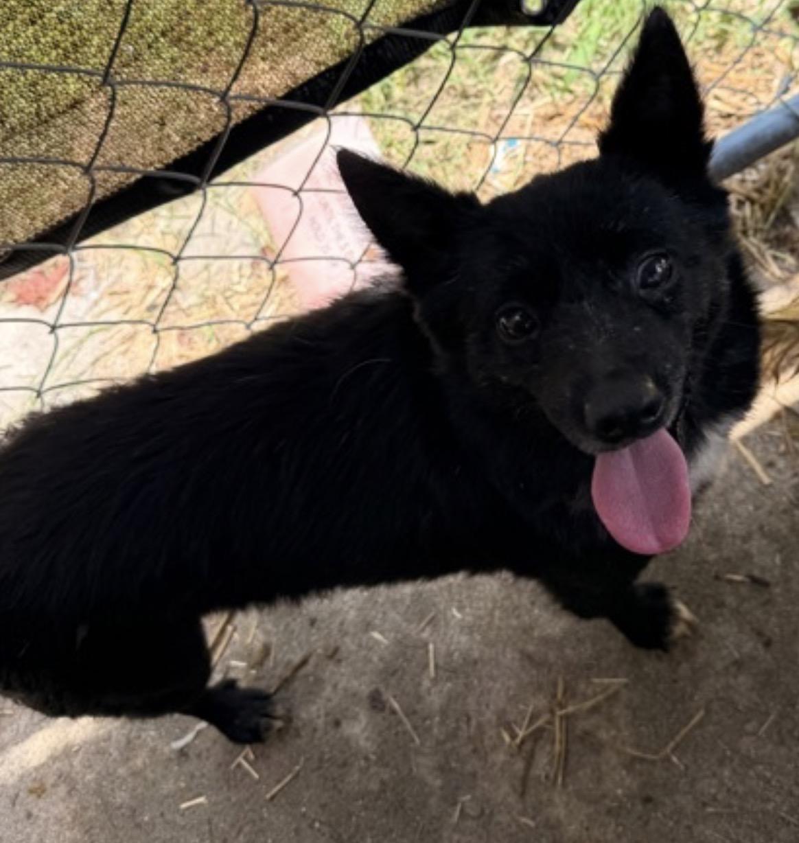 Enlarge Juniper, a Adoptable mixed breed in Calabash, NC image 2/2