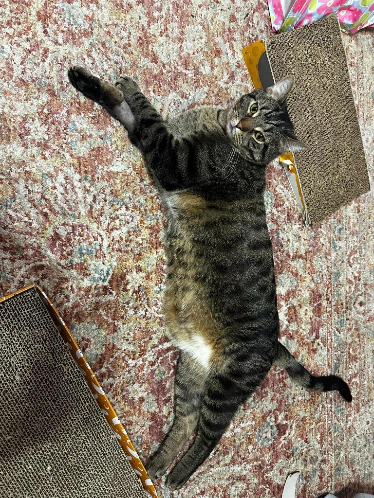 S'mores — thumbnail 3