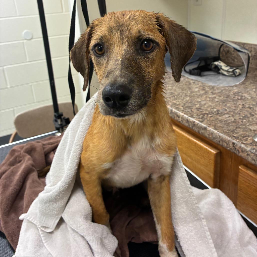 Enlarge Ale, a Adoptable Mixed Breed in Danville, KY image 2/2