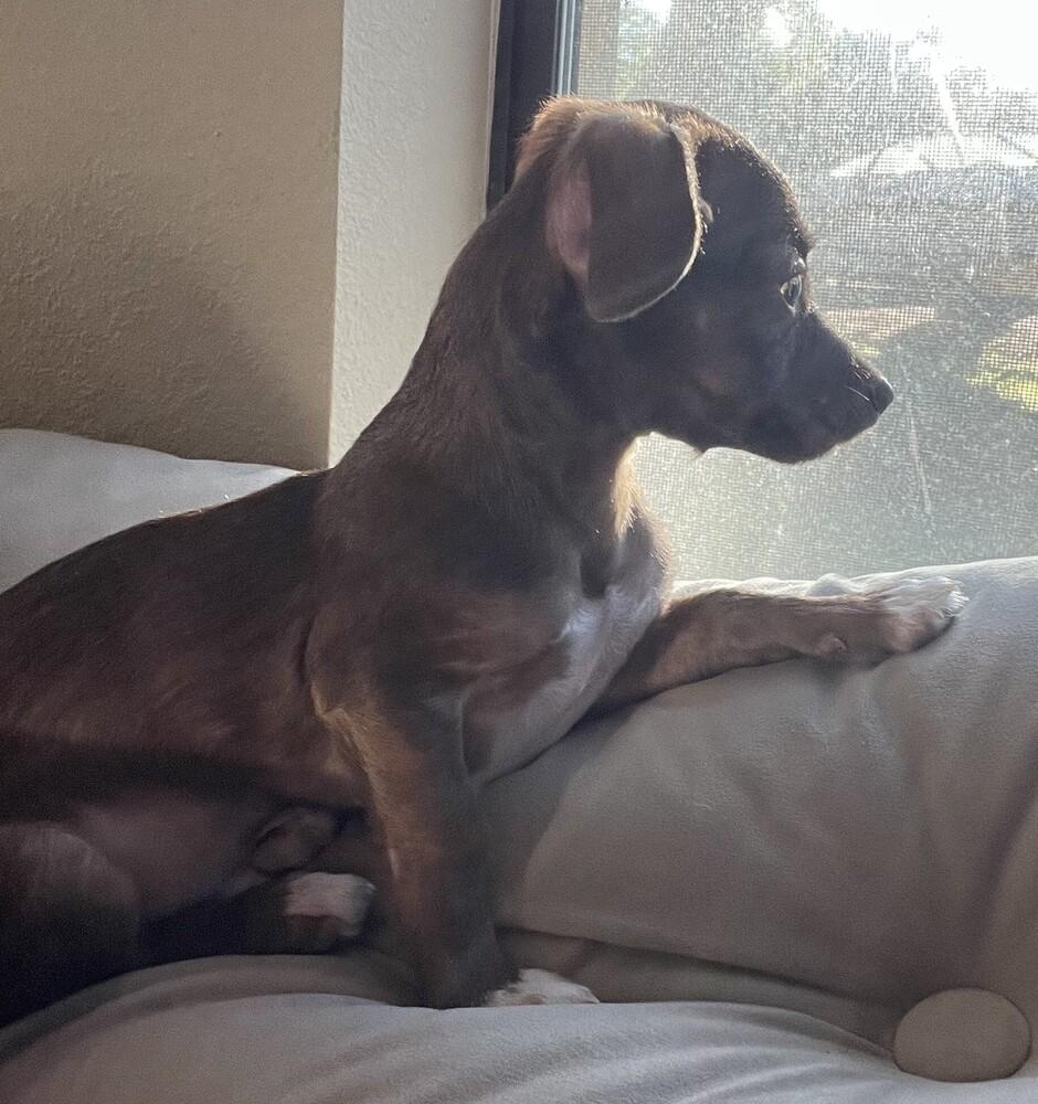 Enlarge Peanut, a Adoptable mixed breed in New Braunfels, TX image 1/4