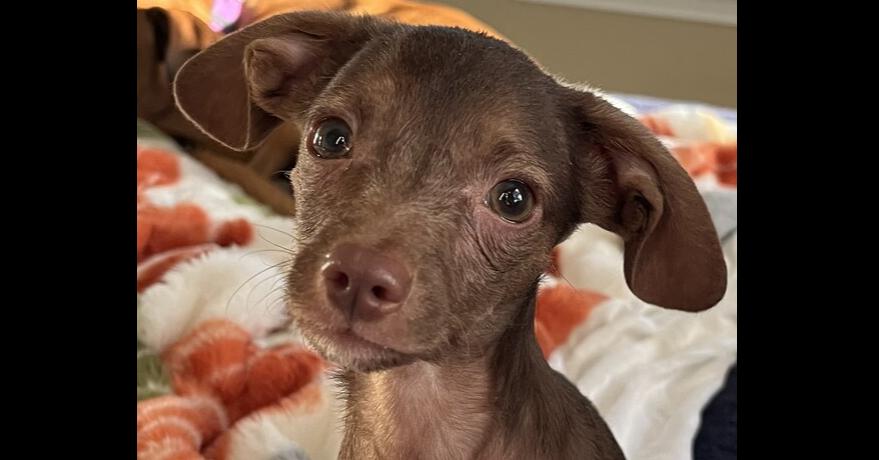 Enlarge Peanut, a Adoptable mixed breed in New Braunfels, TX image 2/4