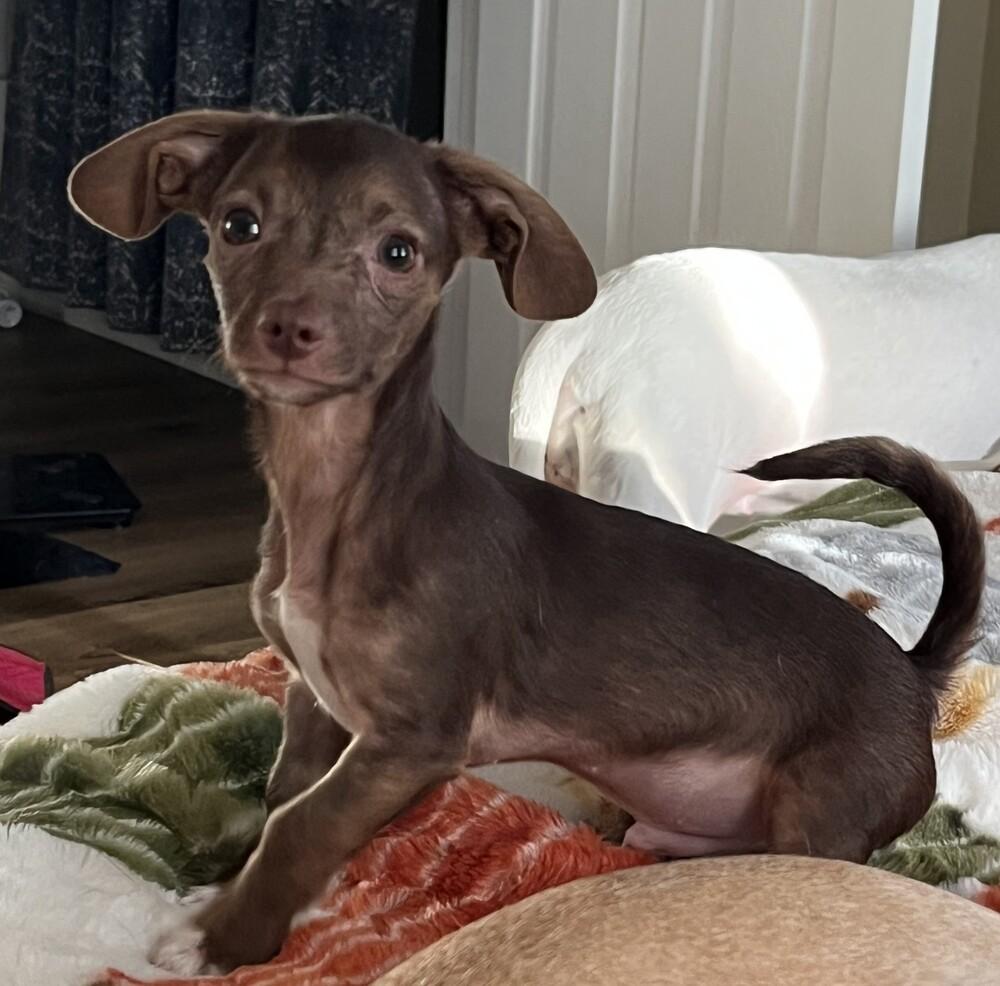 Enlarge Peanut, a Adoptable mixed breed in New Braunfels, TX image 3/4