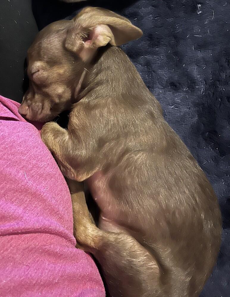 Enlarge Peanut, a Adoptable mixed breed in New Braunfels, TX image 4/4