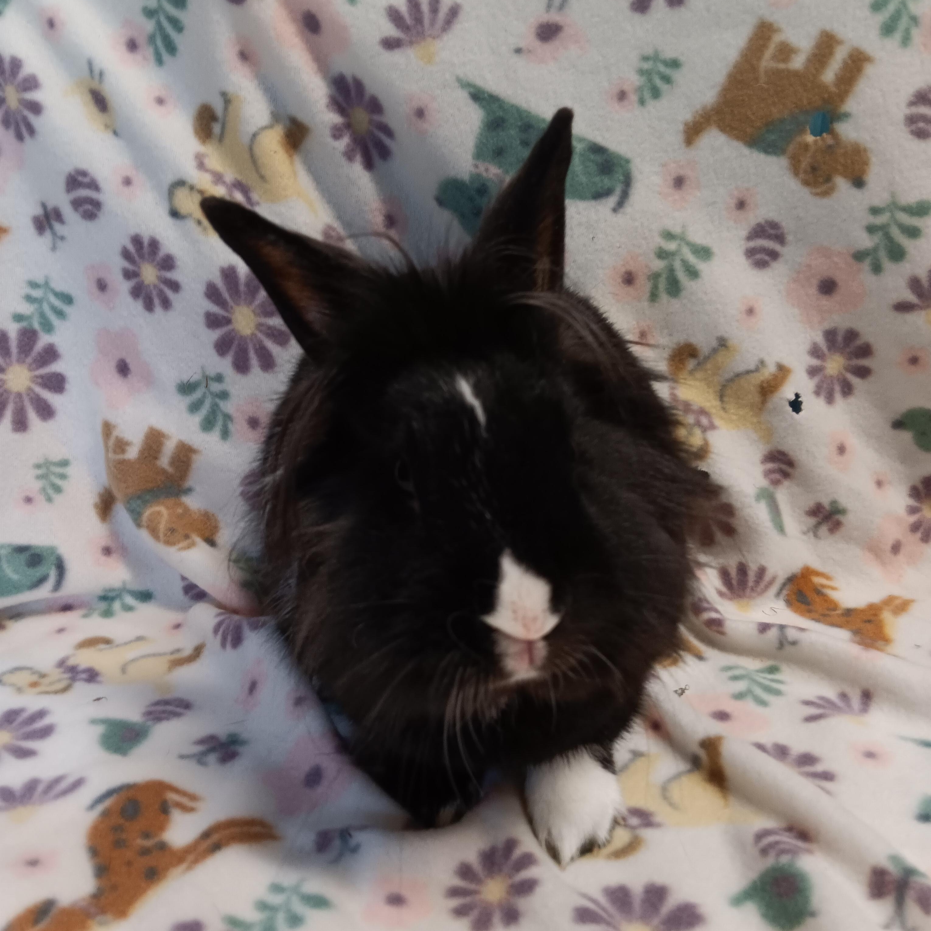 Aria, Adopted, Adult Female Lionhead.