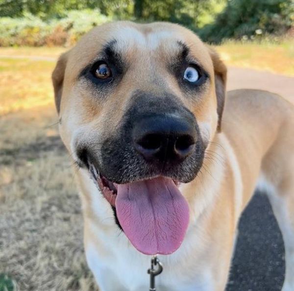 Enlarge Sandman (mcas), a Adoptable mixed breed in Troutdale, OR image 1/1