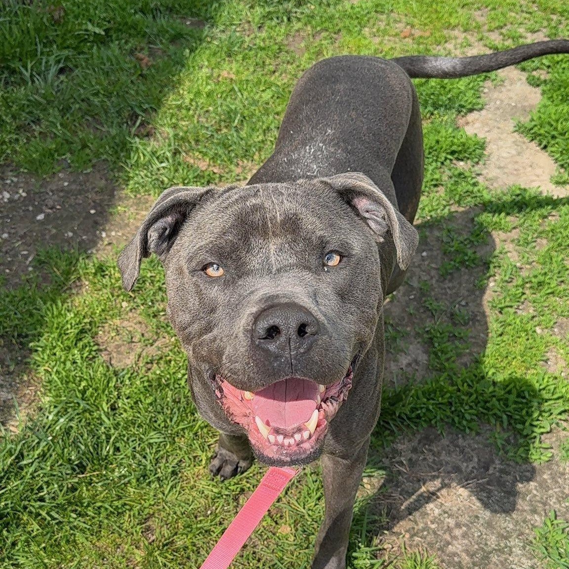 Ace, ADOPTABLE, Adult Male Rottweiler & Pit Bull Terrier.