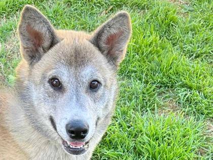 Cayenne, an adoptable Husky Mix in Olympia, WA_image-1