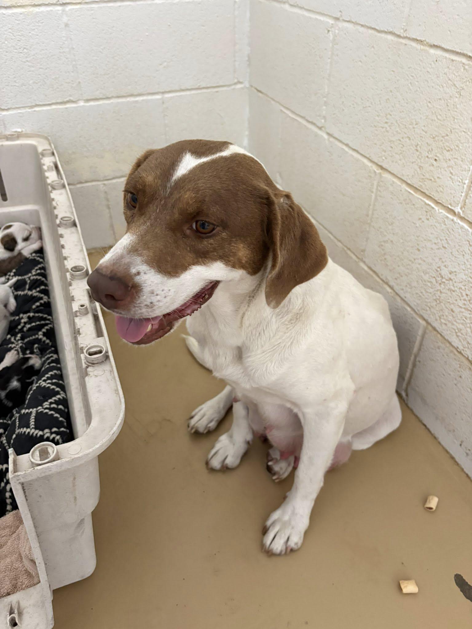 Enlarge Momma Dog, a ADOPTABLE mixed breed in Clyde, TX image 2/2