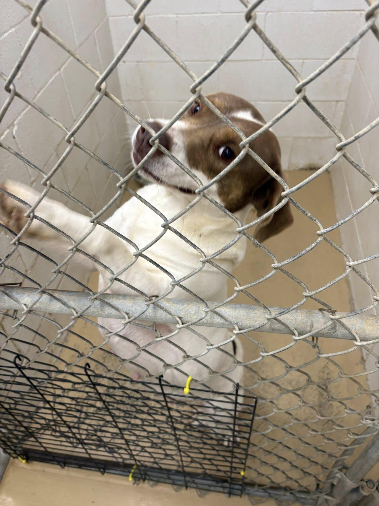 Enlarge Momma Dog, a ADOPTABLE mixed breed in Clyde, TX image 1/2