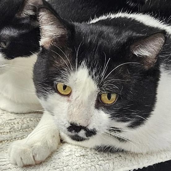 Baker, Adoptable, Adult Male Domestic Short Hair.