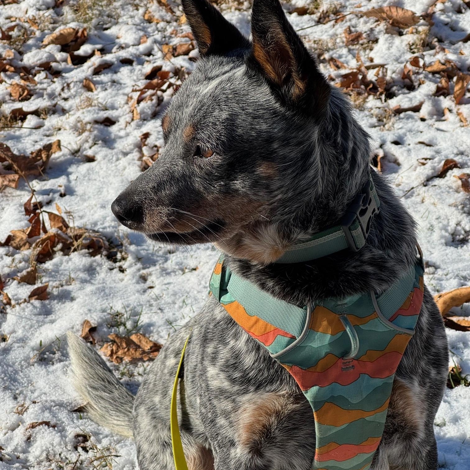 Enlarge Buddy, a ADOPTABLE Australian Cattle Dog / Blue Heeler in Berryville, VA image 5/6