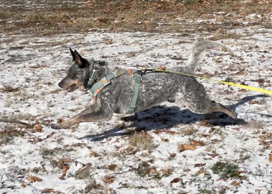 Enlarge Buddy, a ADOPTABLE Australian Cattle Dog / Blue Heeler in Berryville, VA image 4/6