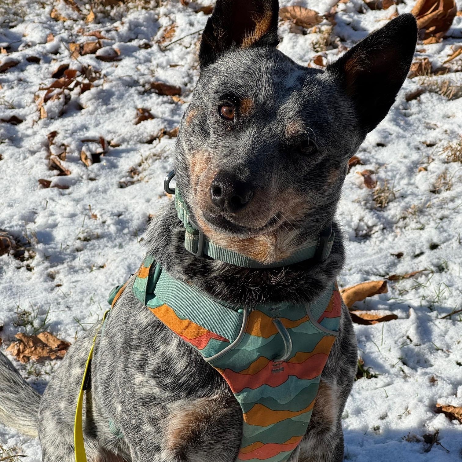 Buddy, ADOPTABLE, Young Male Australian Cattle Dog / Blue Heeler.
