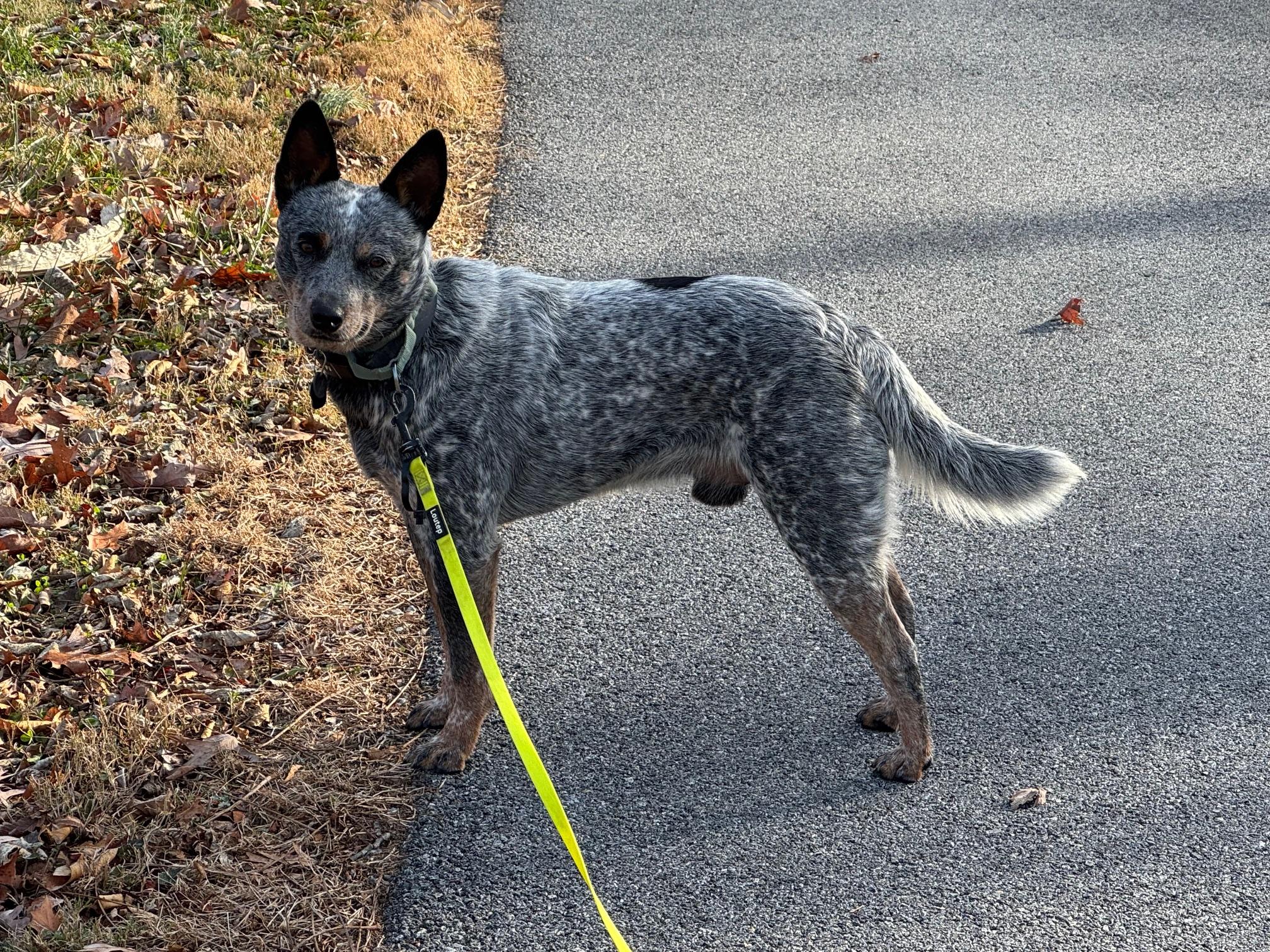 Enlarge Buddy, a ADOPTABLE Australian Cattle Dog / Blue Heeler in Berryville, VA image 3/6