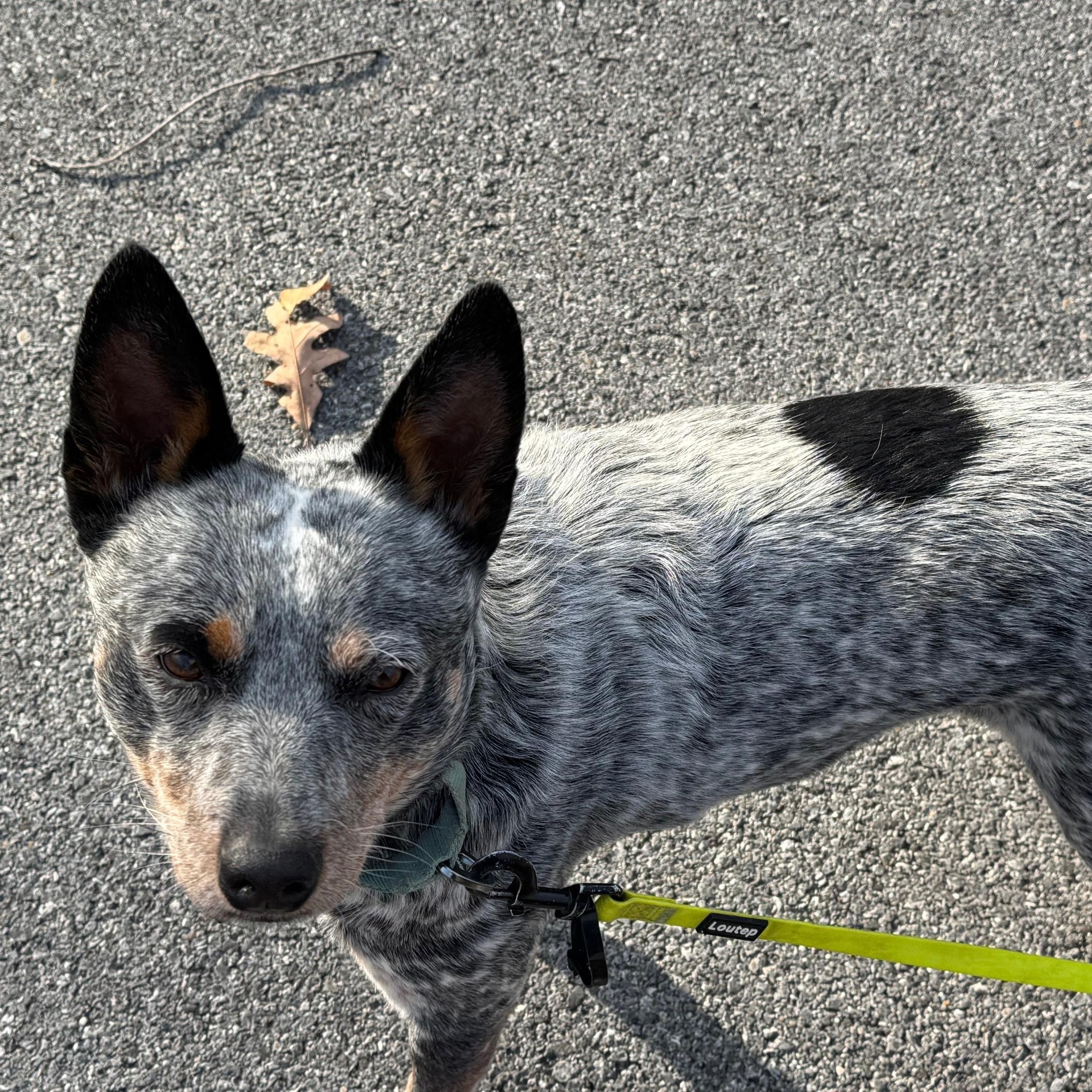 Enlarge Buddy, a ADOPTABLE Australian Cattle Dog / Blue Heeler in Berryville, VA image 2/6
