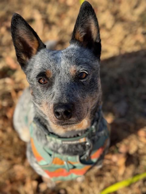 Buddy, ADOPTABLE, Young Male Australian Cattle Dog / Blue Heeler.