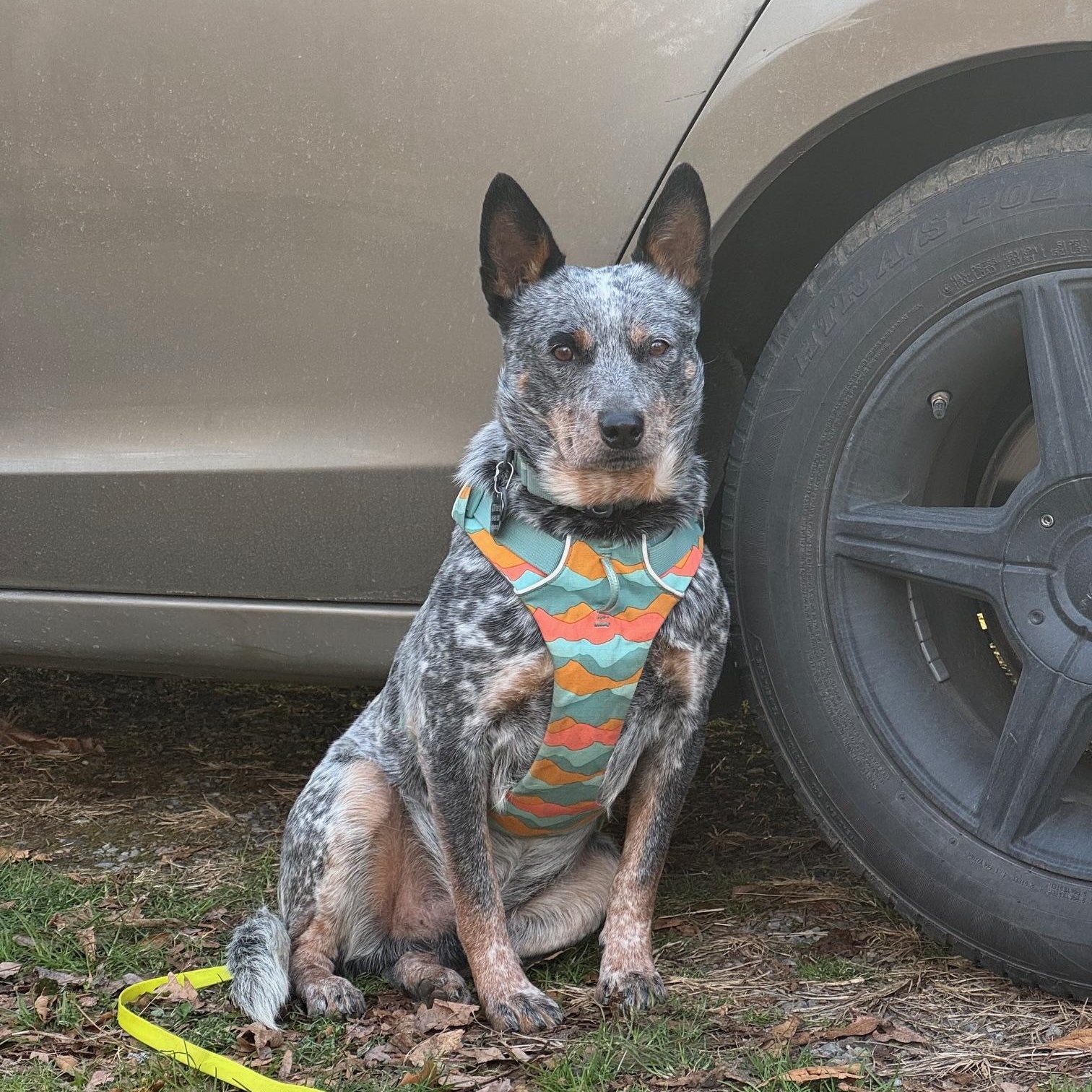 Enlarge Buddy, a ADOPTABLE Australian Cattle Dog / Blue Heeler in Berryville, VA image 6/6