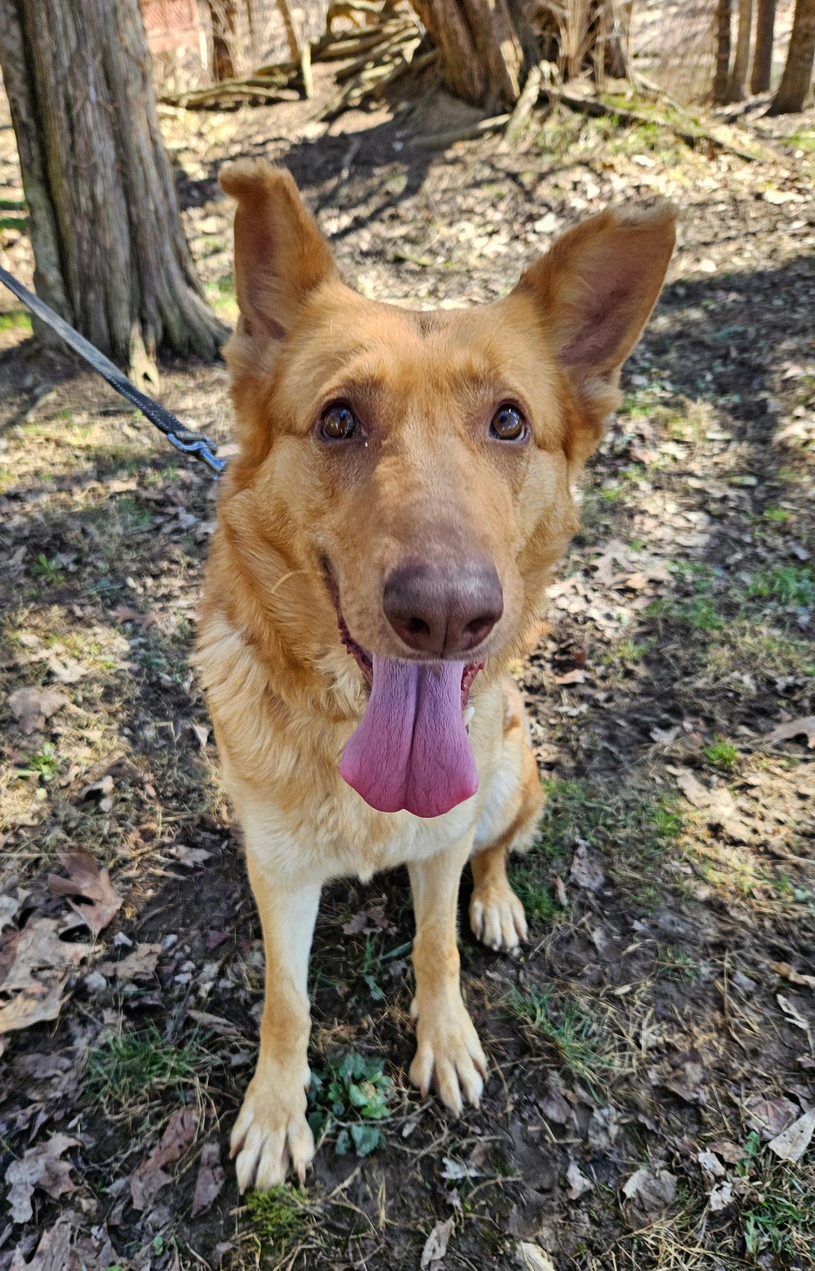Enlarge Jetra, a Adoptable German Shepherd Dog in Louisville, KY image 1/3