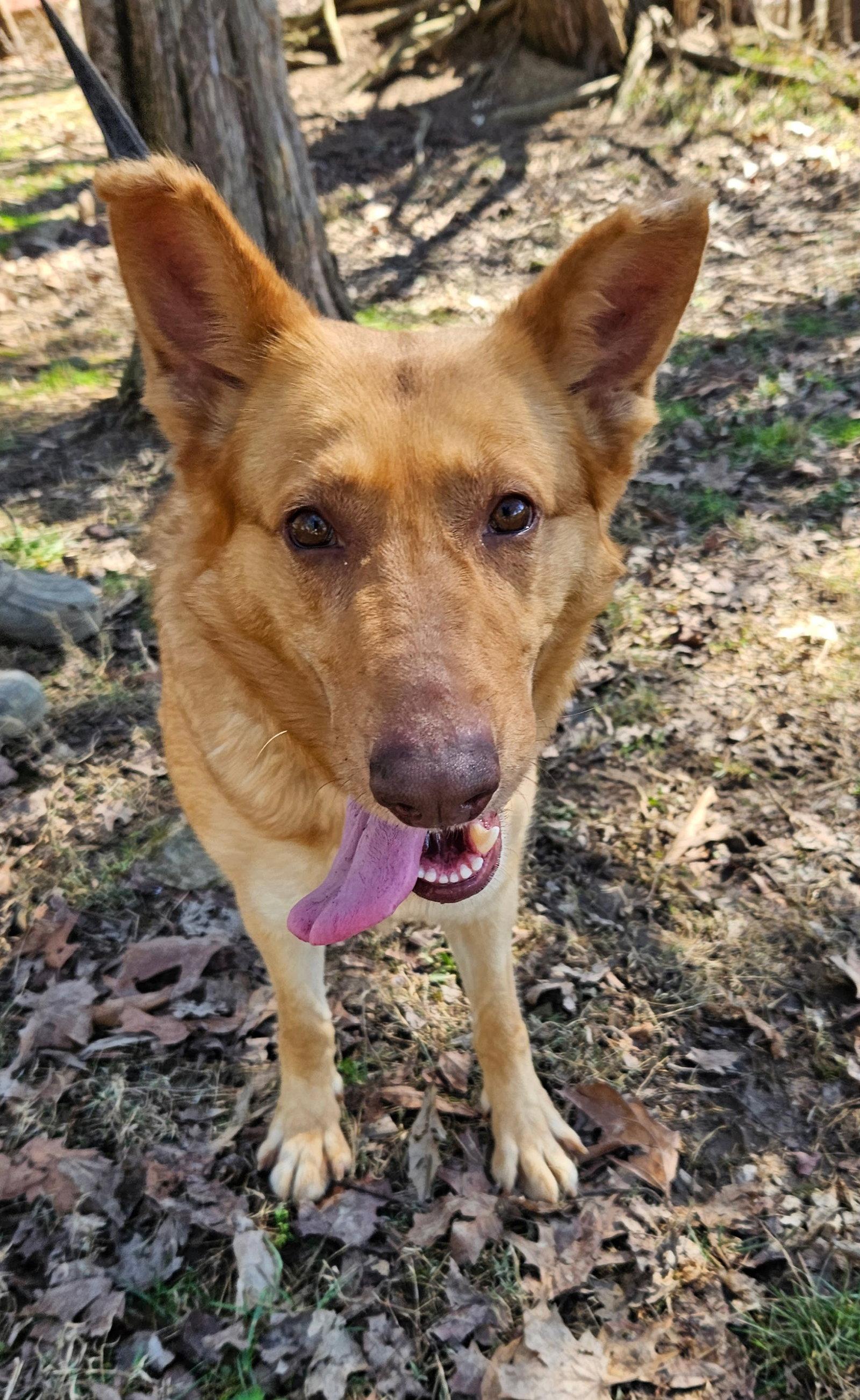 Enlarge Jetra, a Adoptable German Shepherd Dog in Louisville, KY image 2/3