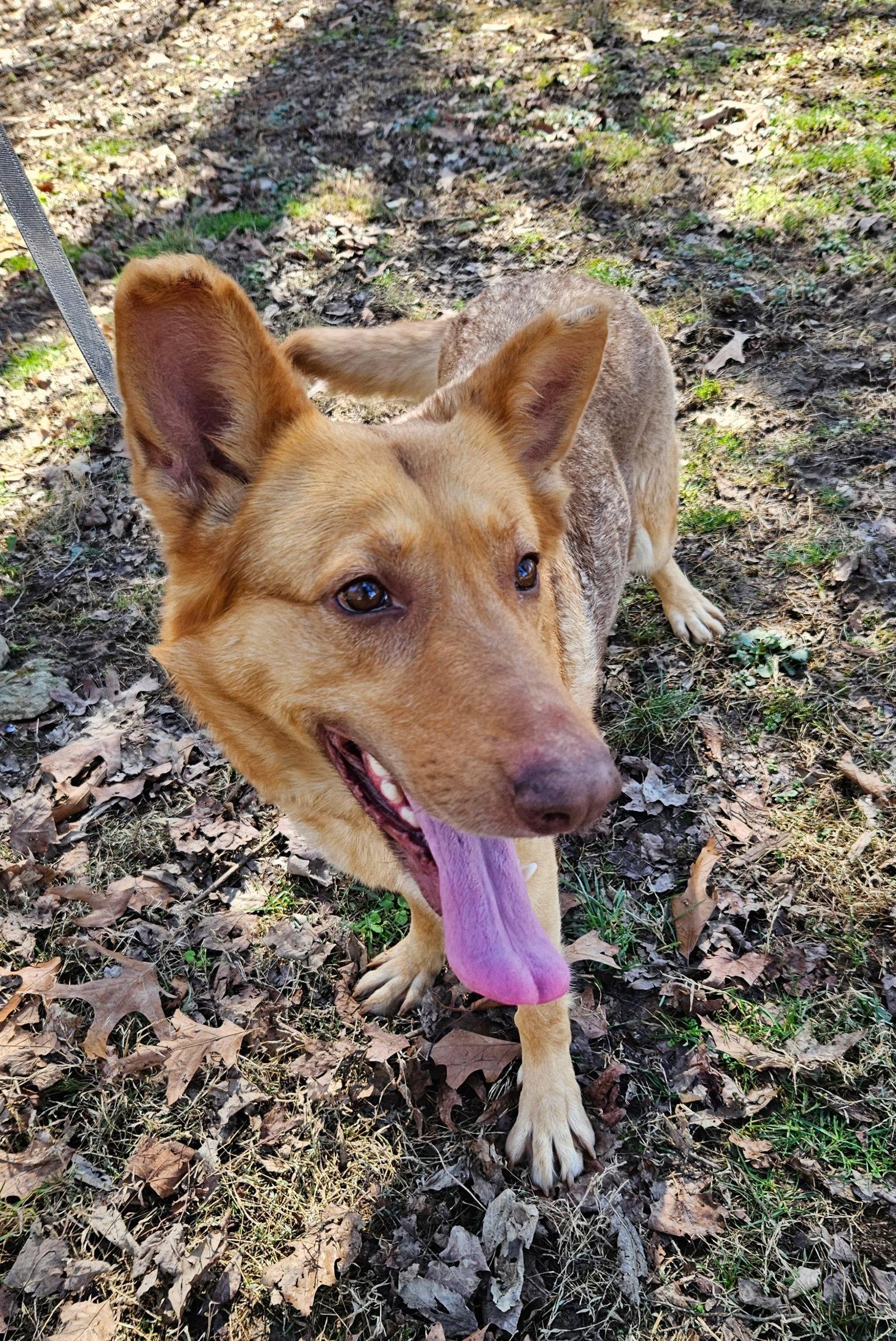Enlarge Jetra, a Adoptable German Shepherd Dog in Louisville, KY image 3/3