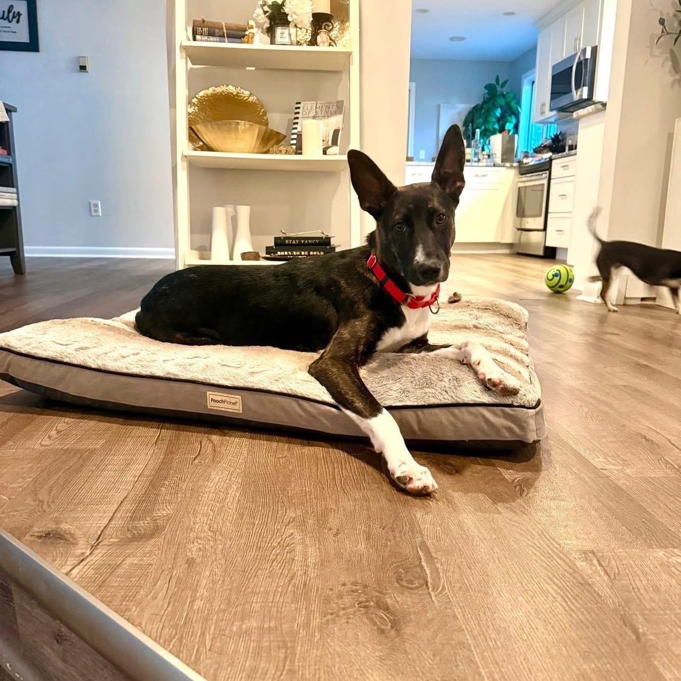 Kira, Young Female Dutch Shepherd
