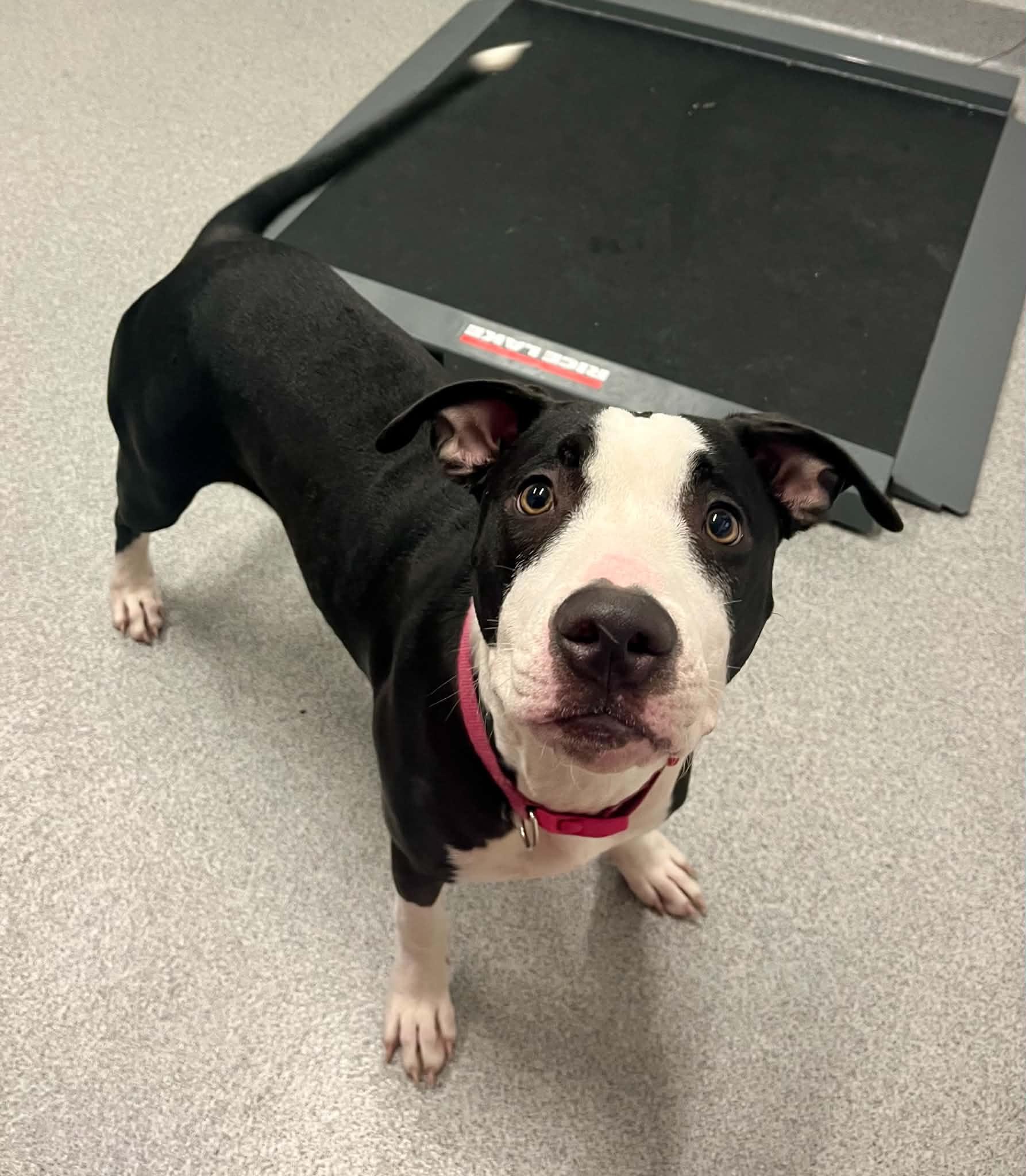Enlarge Luna, a Adoptable Mixed Breed in Moundsville, WV image 1/1