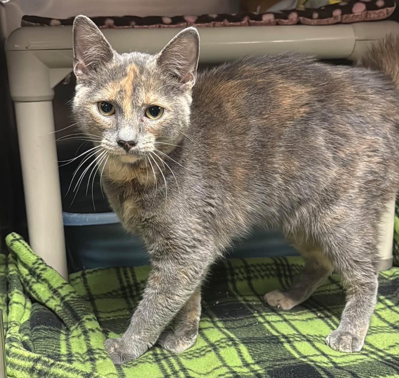 Enlarge KINLEY, a Adopted Tortoiseshell in Wyandotte, MI image 1/1