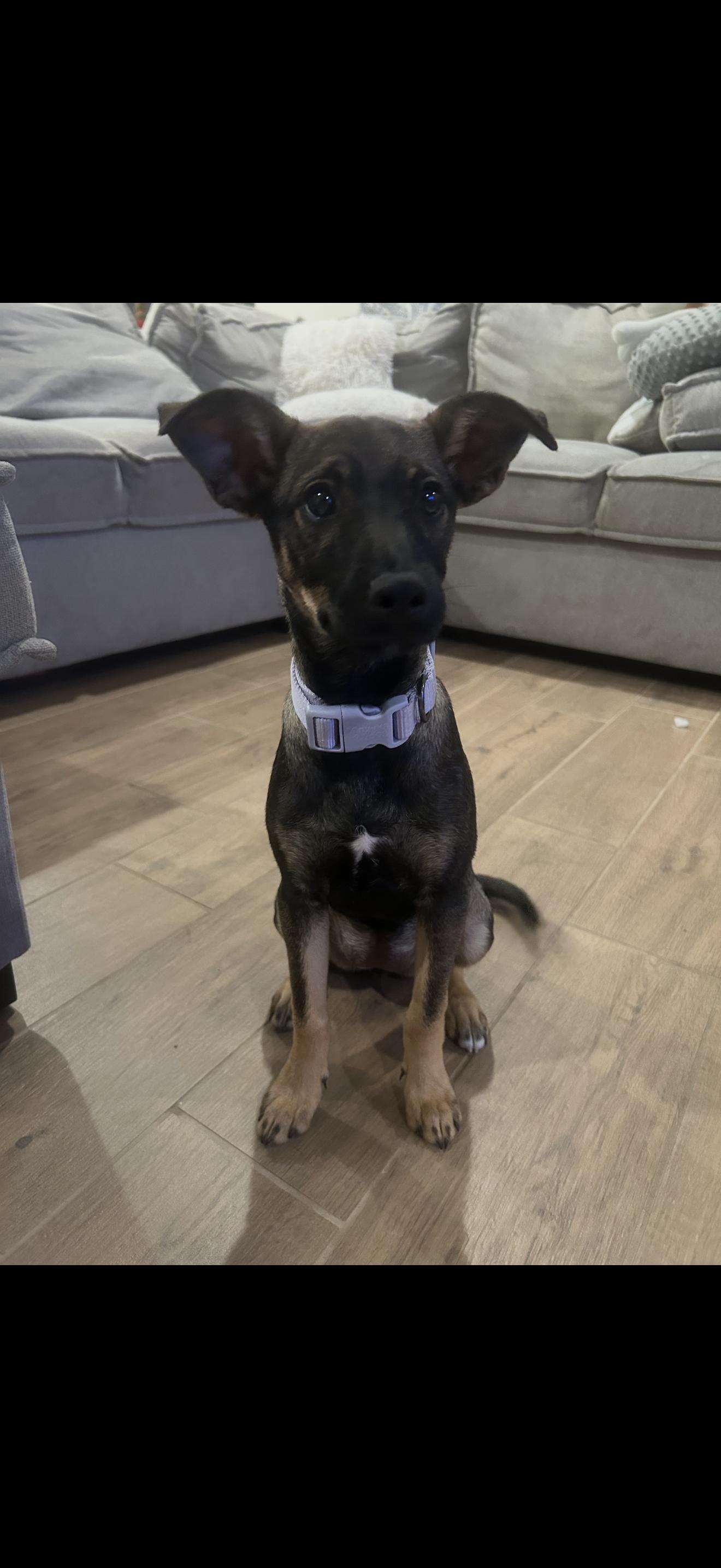 Enlarge Athena , a ADOPTABLE mixed breed in Redlands , CA image 4/4