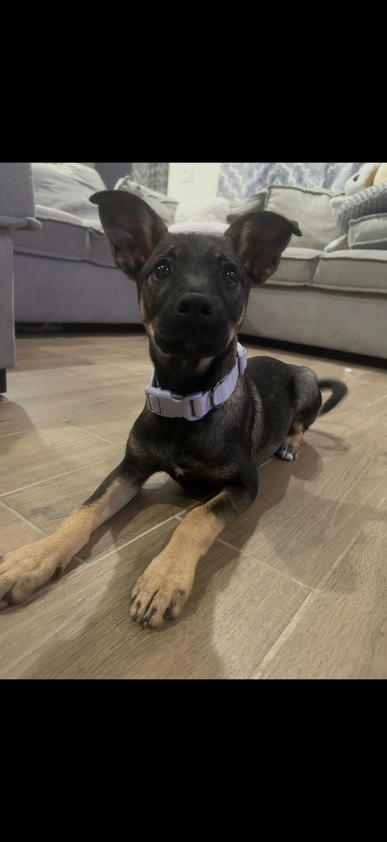 Enlarge Athena , a ADOPTABLE mixed breed in Redlands , CA image 3/4