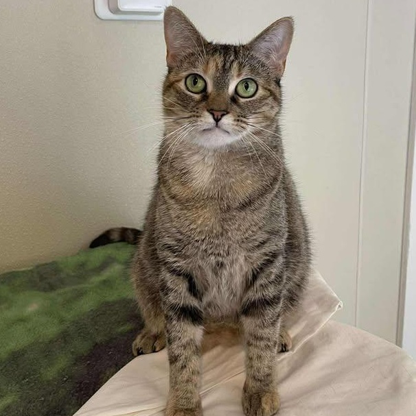 Enlarge Savannah, an adoptable Domestic Short Hair in Winthrop, ME image 2/3