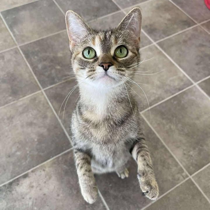 Savannah, adoptable, Adult Female Domestic Short Hair.