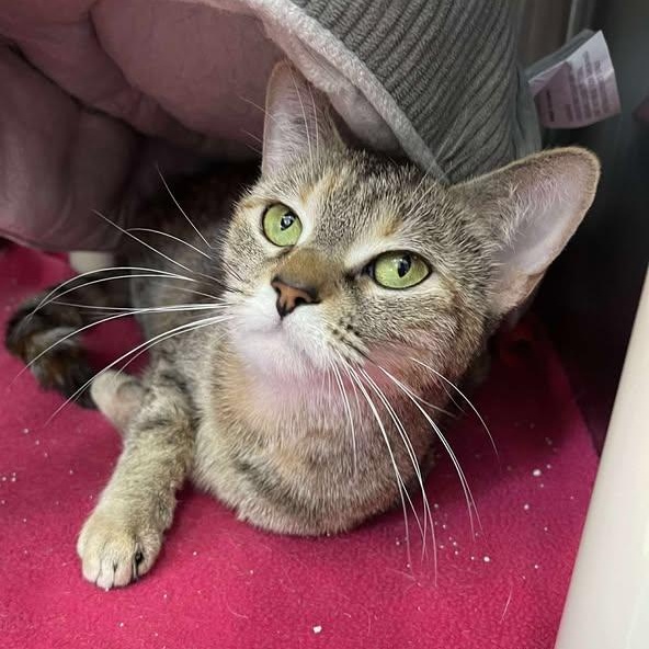 Savannah, a ADOPTABLE Domestic Short Hair in Winthrop, ME image 1/2