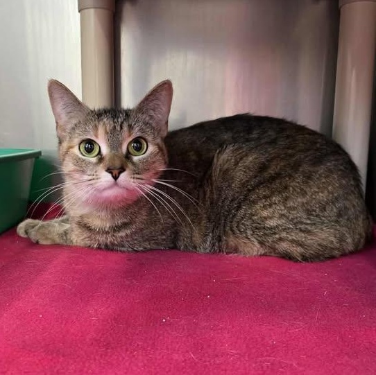 Savannah, adoptable, Adult Female Domestic Short Hair.