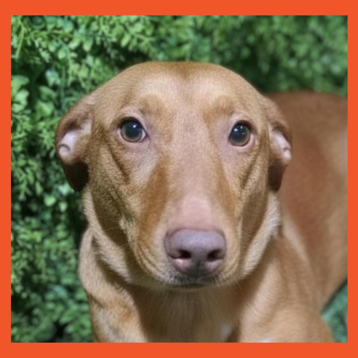 Holly, Adoptable, Puppy Female Vizsla & Portuguese Podengo.