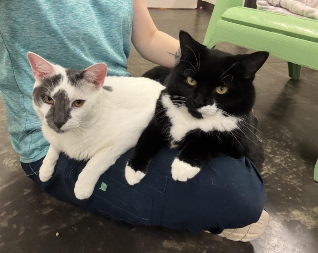 Enlarge O, a Adoptable Domestic Short Hair in Salisbury, NC image 3/6