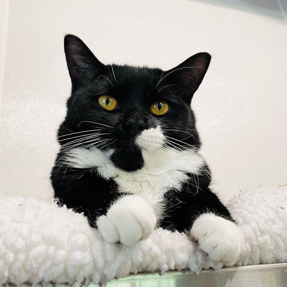 O, Adoptable, Adult Male Domestic Short Hair.