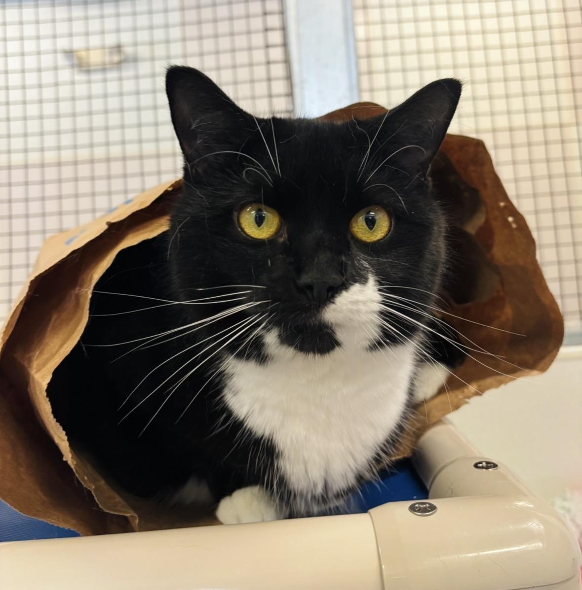 Enlarge O, a Adoptable Domestic Short Hair in Salisbury, NC image 2/6